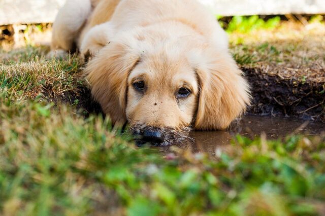 3 principali motivi per cui i cani amano scavare buche