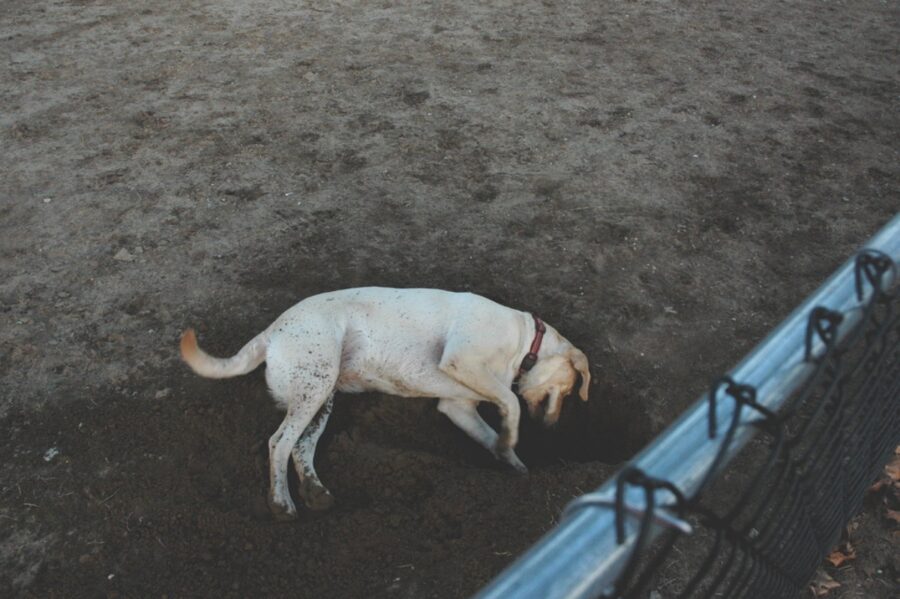 cane terreno ricercare