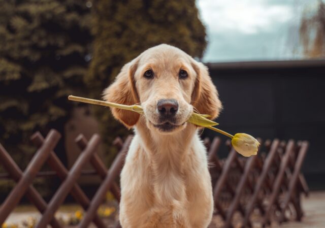 3 principali rischi a cui vai incontro se provi ad umanizzare il cane