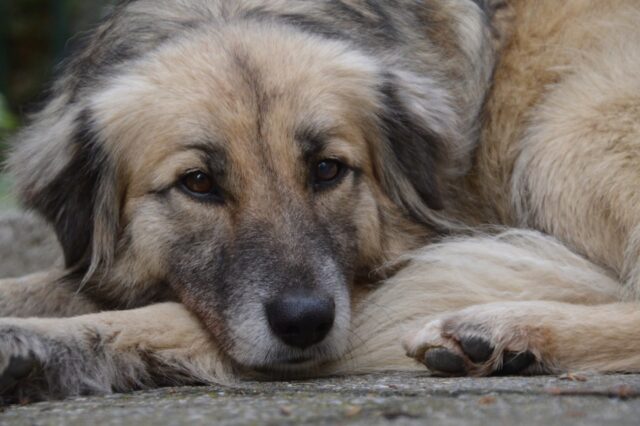 4 cose fondamentali da fare se hai smarrito il cane