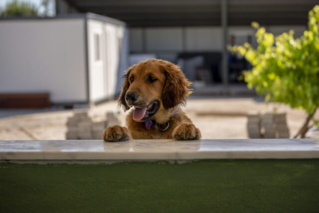 4 falsi miti sulla sterilizzazione del cane da sfatare assolutamente