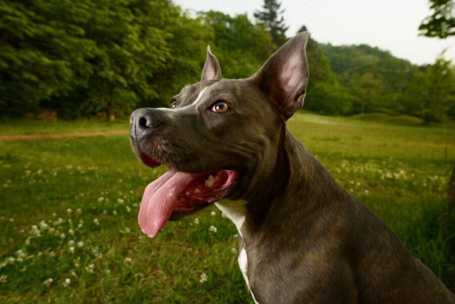 cane natura stupendo