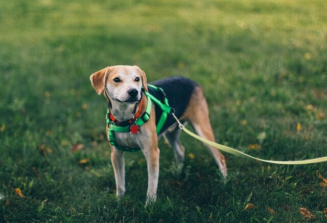 4 modi per mantenere il cane calmo quando sei in pubblico