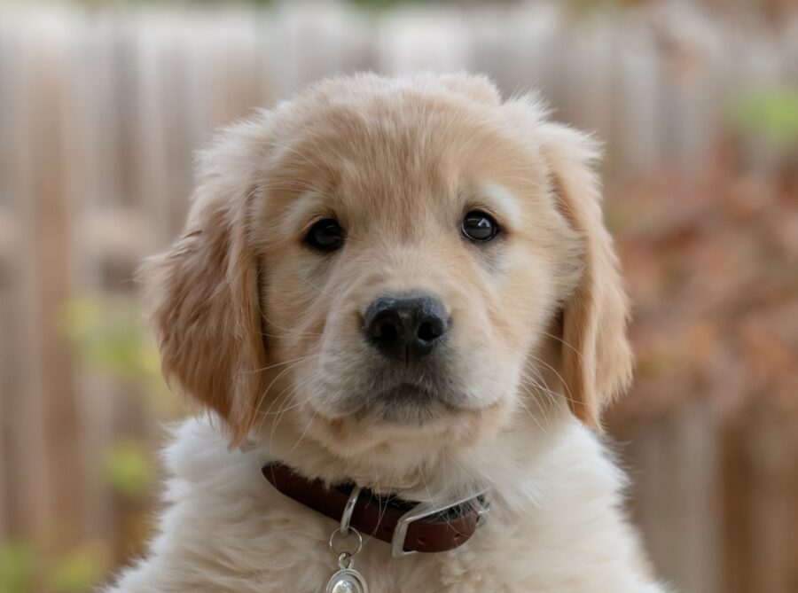 cane golden retriever