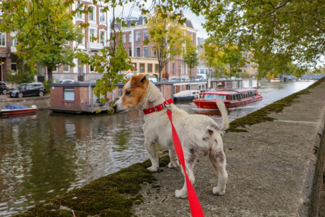 4 motivi per cui è importante portare a spasso il cane