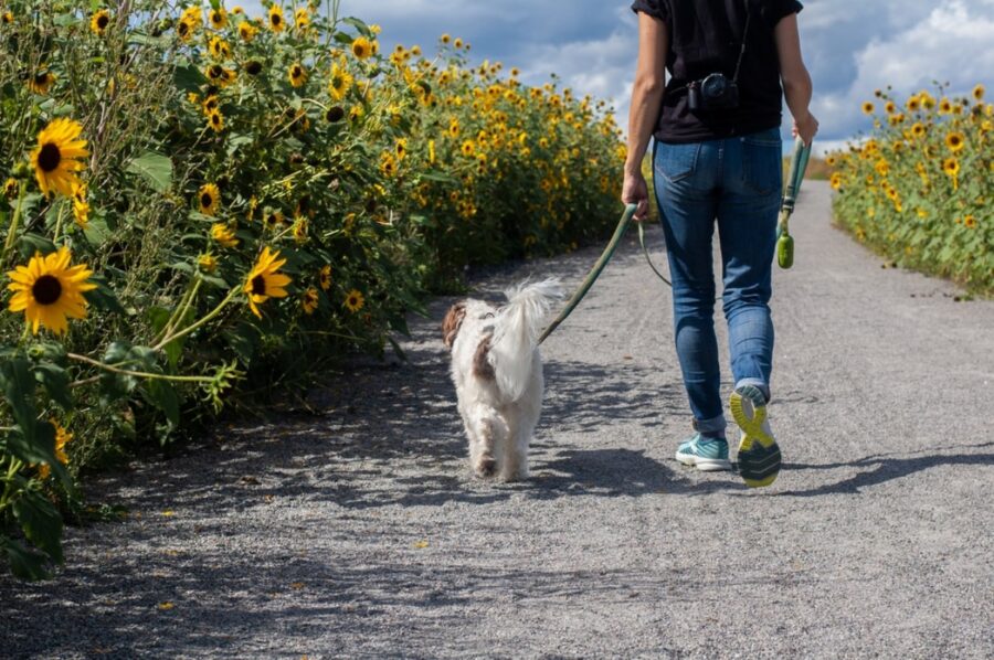 cane cammina fiori