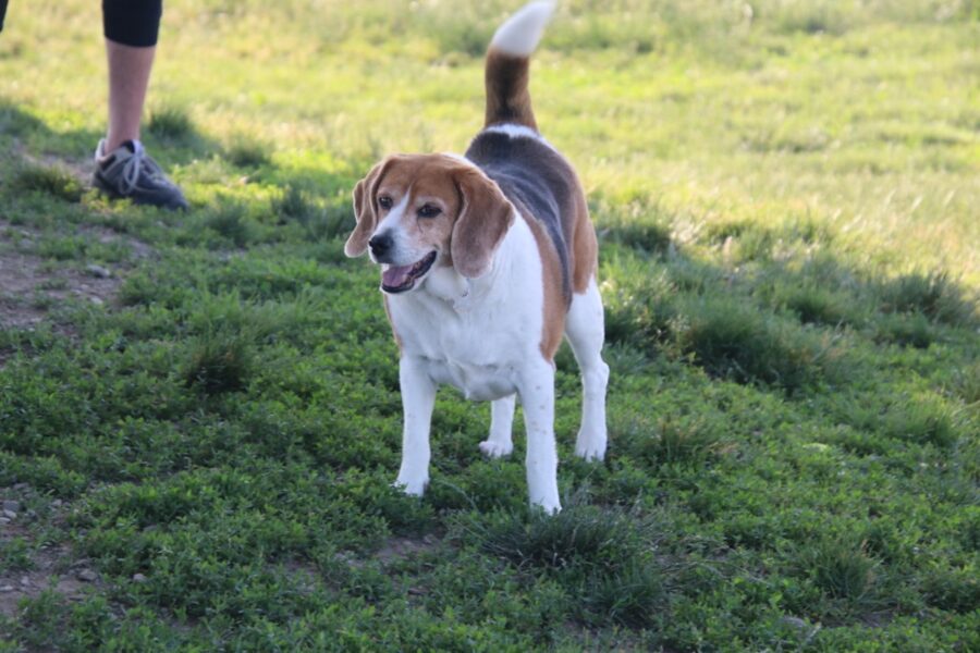 cane prato felice