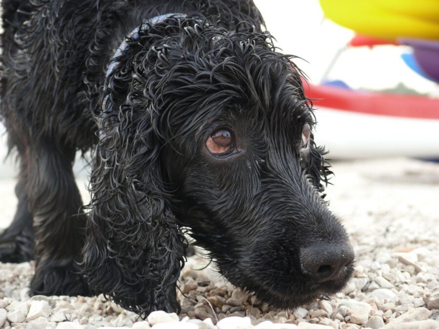 cane triste bagnato