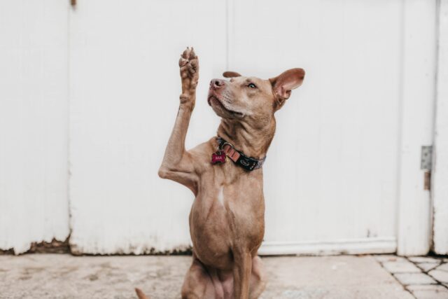 4 ragioni per cui il tuo cane ti mette le zampe addosso