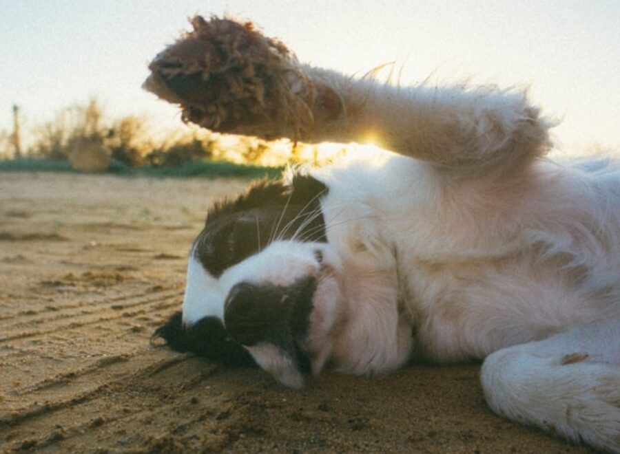 cane spiaggia sabbia