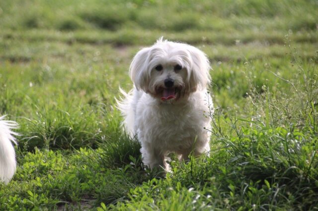 5 buone ragioni per cui dovresti adottare un cane da un rifugio