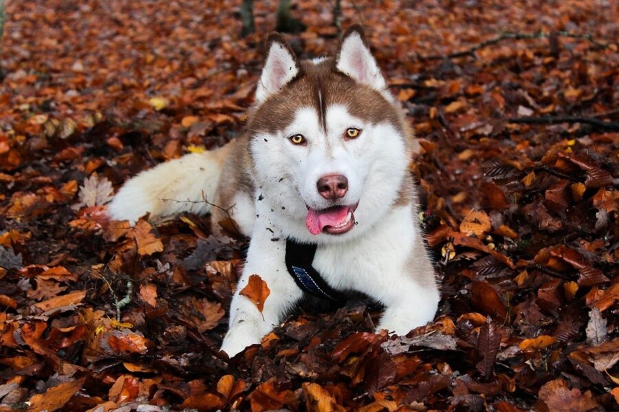 cane foglie bosco