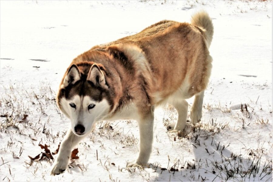 cane neve peloso