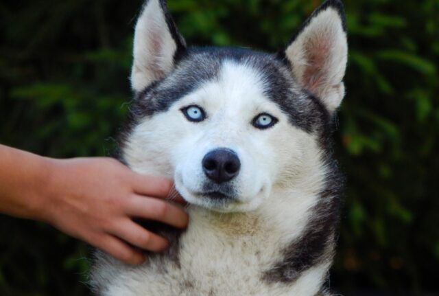 5 buone ragioni per cui dovresti adottare un Husky