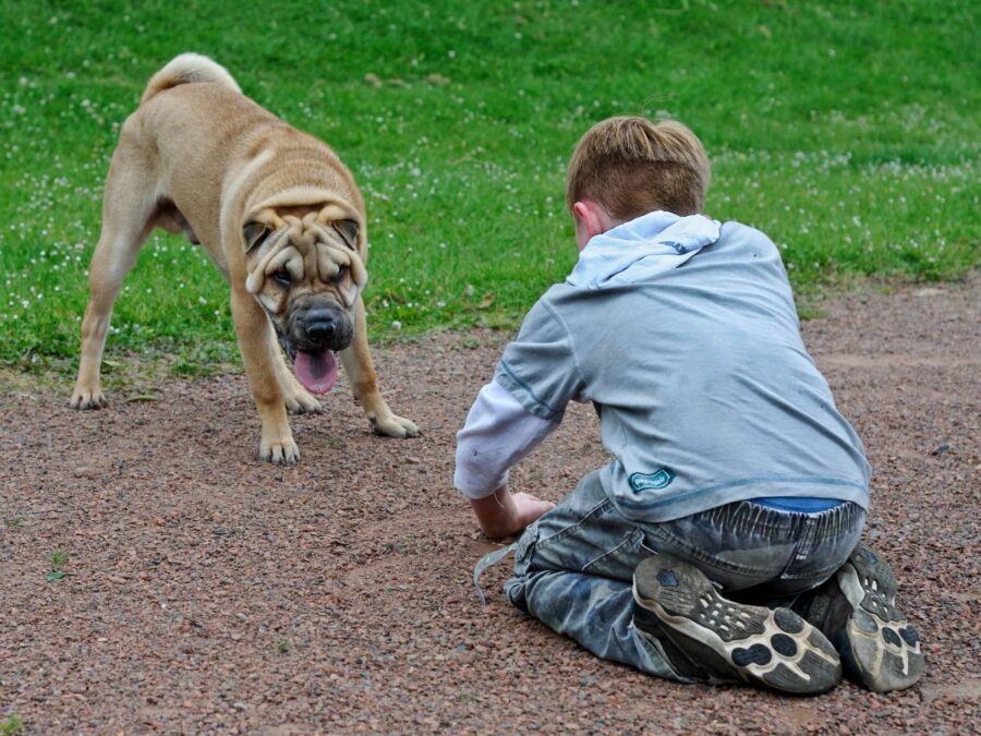 cane shar pei