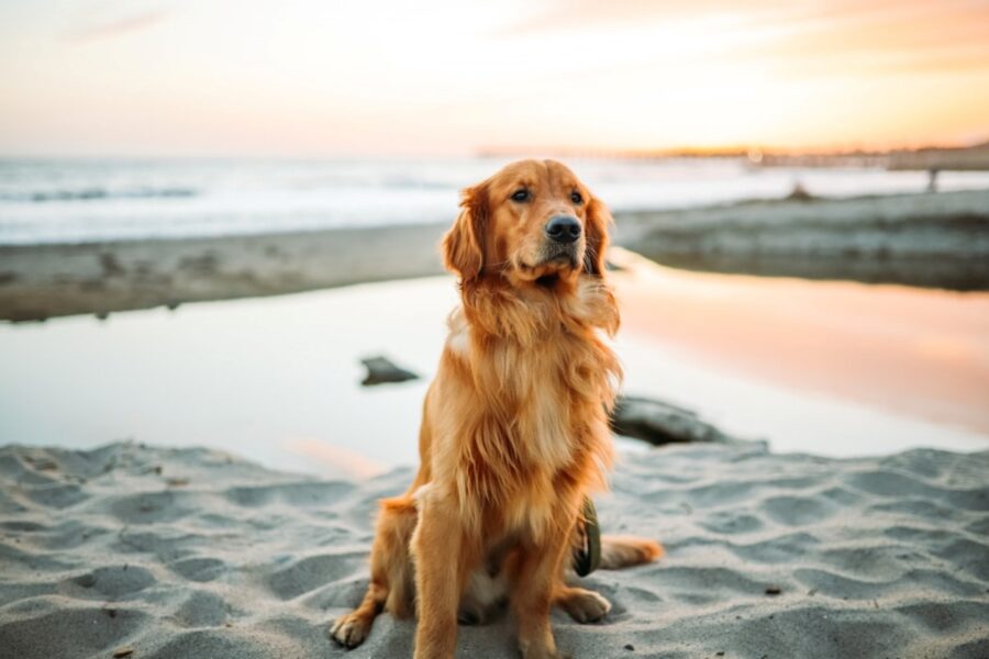 golden retriever stupendo