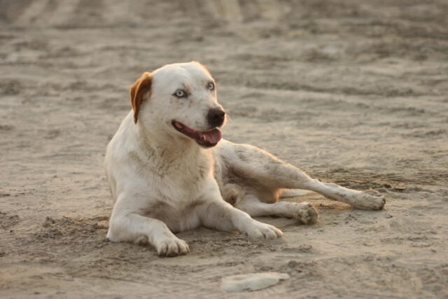 5 cose che non devono mai mancare se porti il cane in spiaggia