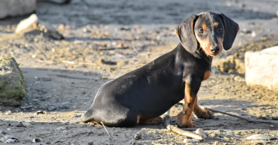 cagnolino dolce bassotto