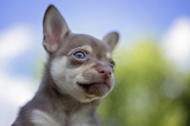 5 cose sui Chihuahua che probabilmente non hai mai saputo