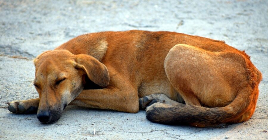 cucciolo dorme tranquillo