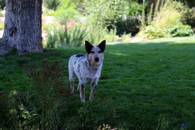 5 modi per evitare che l’urina del cane danneggi l’erba