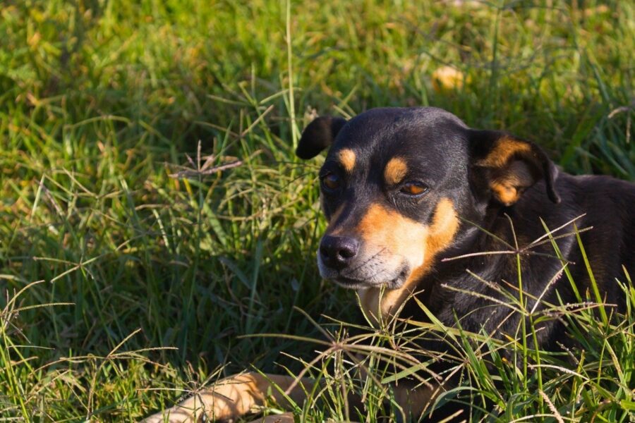 cucciolo aperto dolce