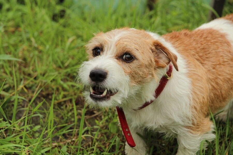 cane erba natura