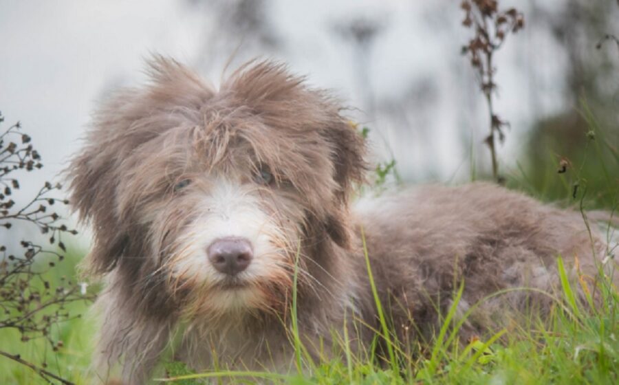 cucciolo peloso bellissimo