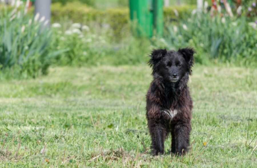 cane nero peloso