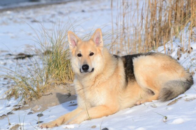 5 razze di cani più rare al mondo che probabilmente non conosci