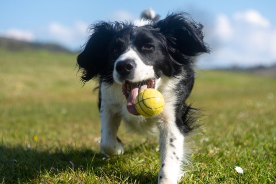 cucciolo pallina tennis