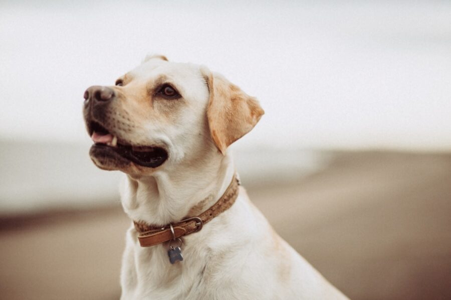 cane mare spiaggia