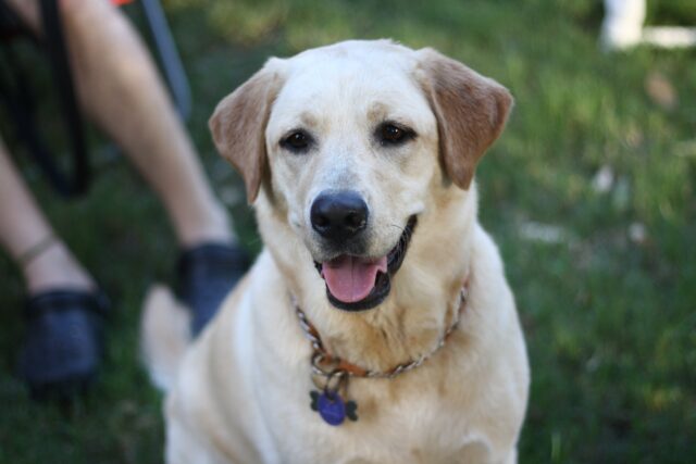 6 consigli per mantenere il cane fresco nelle giornate più calde