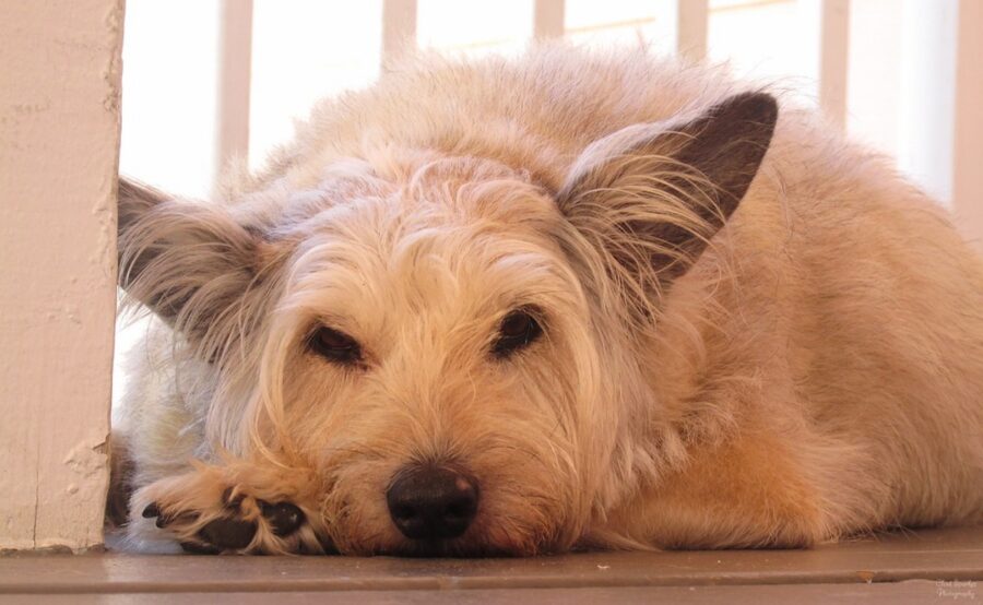 cane bianco peloso