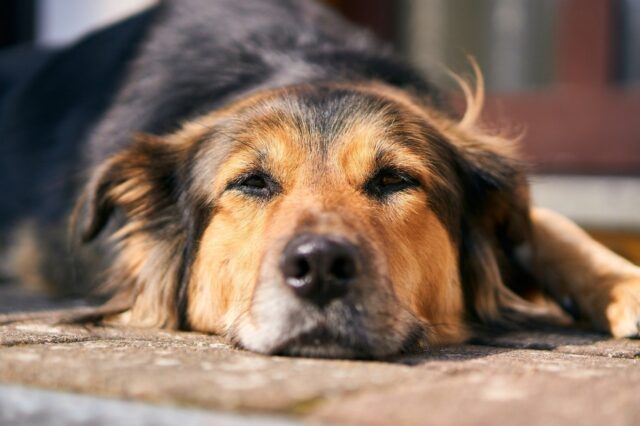 6 cose che possono farti capire che il cane ha la febbre
