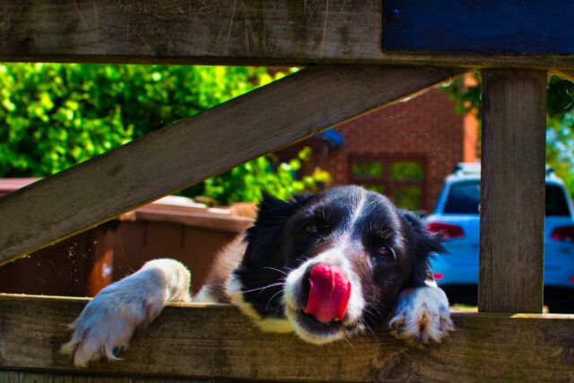 6 foto di cani che hanno una sola ed unica passione: il cibo