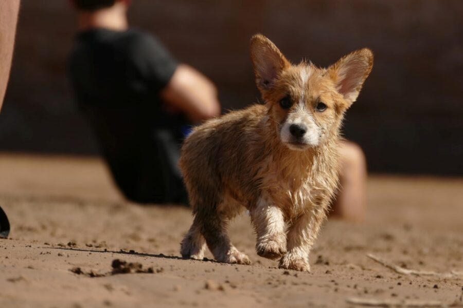 cucciolo pelo bagnato