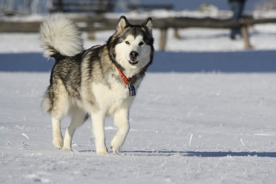 alaskan malamute neve