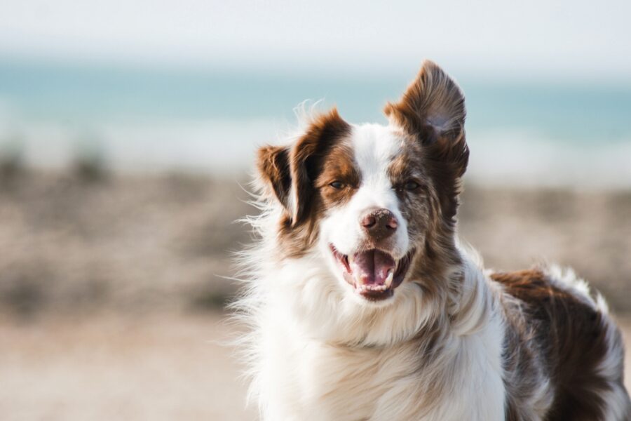 cane spiaggia tenero