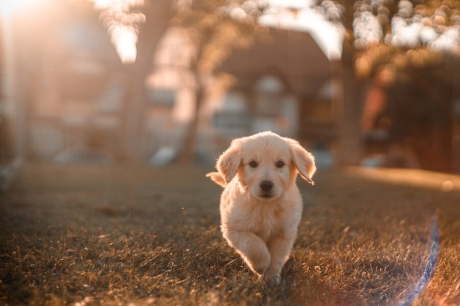 cane corre tramonto