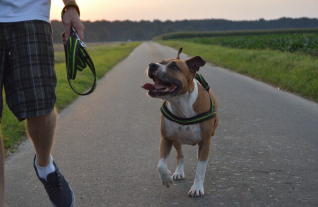 6 suggerimenti per portare a spasso il cane in modo corretto