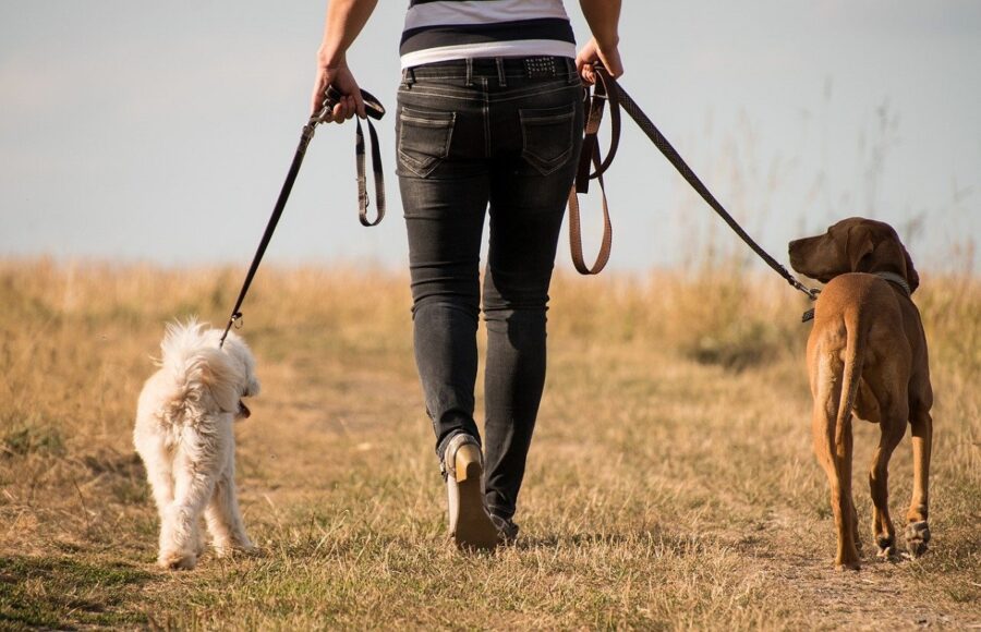 cani papà camminata