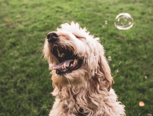 7 buffe foto di cani che hanno dimenticato come ci si comporta