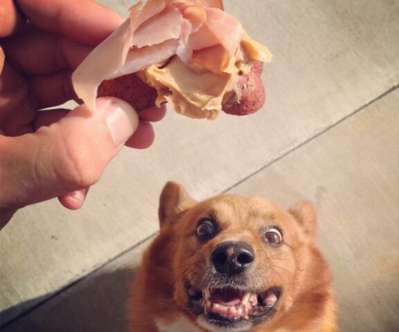 cane amore pane e burro