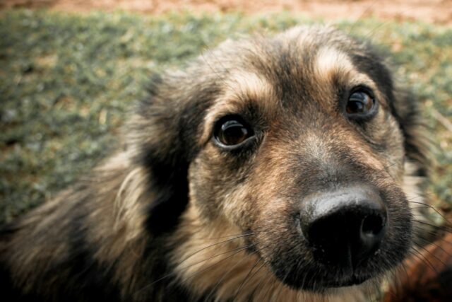 8 foto che ti faranno capire che i cani sono la rappresentazione della felicità