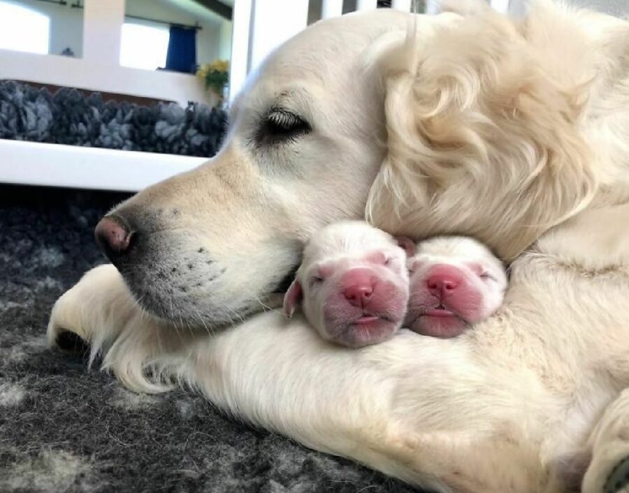 cane golden retriever piccoli