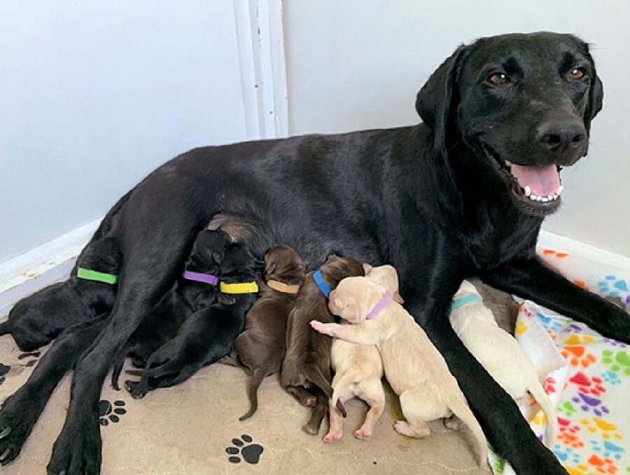 cane labrador nero con cuccioli