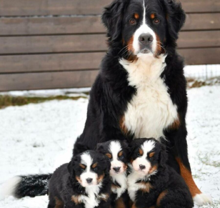 cane neve pelo nero e bianco