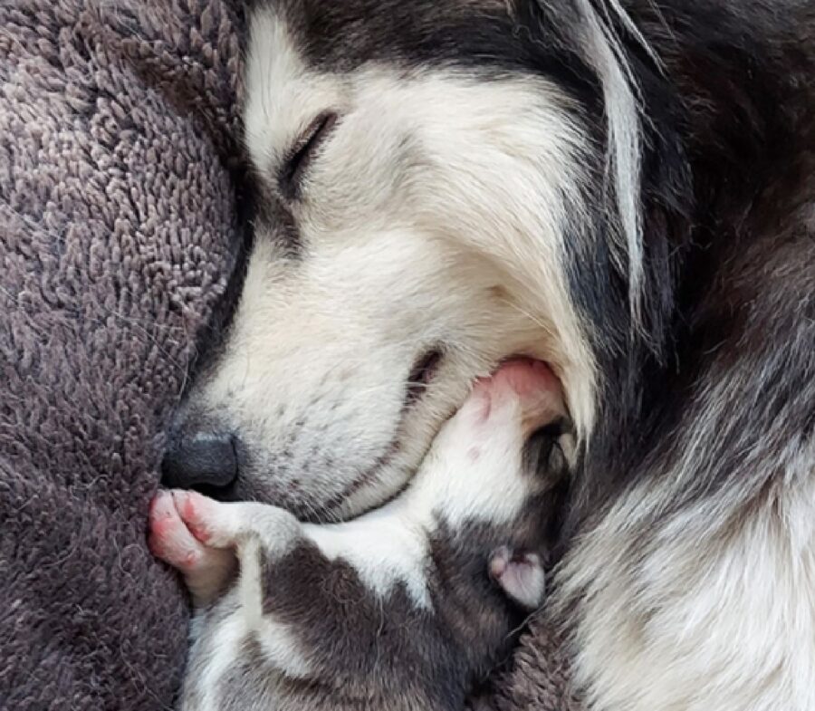 cane affetto dimostrato con un abbraccio