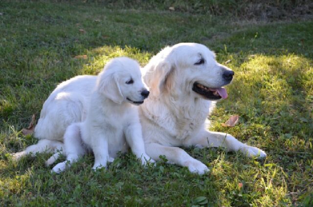 8 foto di cagnoline che diventano madri, l’amore per i cuccioli è sconfinato